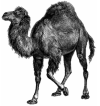 perl_logo