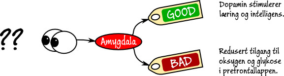 amygdala amygdala