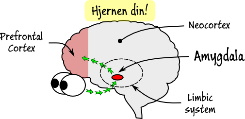 hjernen hjernen